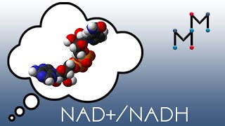 NADNADH Mechanism amp Coenzyme Chemistry [upl. by Nyltyak]