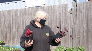 Gardening tip Care of coral bells in spring [upl. by Ajiam]