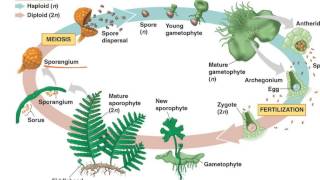 Fern Life Cycle [upl. by Reniti403]