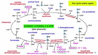 Cellular Respiration Part 2 The Citric Acid Cycle [upl. by Neemsaj252]