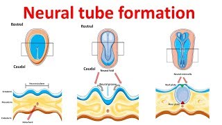 Embryology Animated  the First Three Weeks [upl. by Canty268]