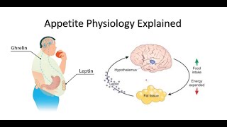 Appetite Ghrelin and Leptin Explained [upl. by Atis]