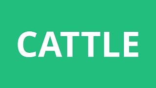 How To Pronounce Cattle  Pronunciation Academy [upl. by Nolyat]