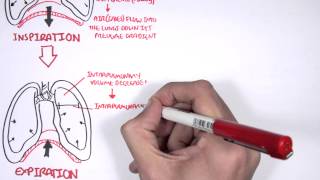 The Pleurae and Pleural Fluid [upl. by Harbard873]