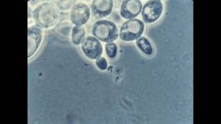 57 Budding of Yeast Cells [upl. by Butch]