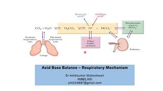 How the Body Maintains pH Homeostasis [upl. by Neeluj]