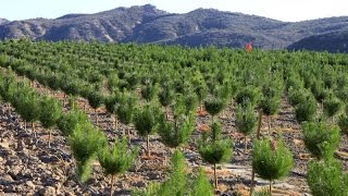 Raising Christmas Trees How A FamilyRun Christmas Tree Farm Grows Its Trees [upl. by Helbonna]