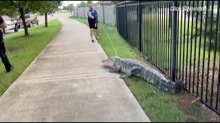 Gator found roaming in Fulshear neighborhood [upl. by Nalced]