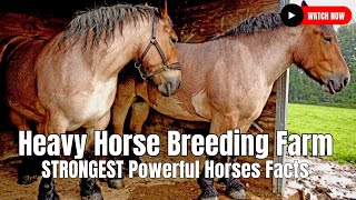 Heavy Horse Breeding Farm  STRONGEST Powerful Horses Facts [upl. by Marcy242]