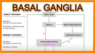 Basal Ganglia Direct vs Indirect Pathways [upl. by Eustace]