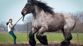 12 LARGEST Horse Breeds In The World [upl. by Eimaral]