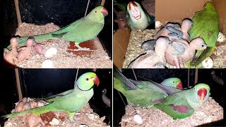 Exploring a Ringneck Breeding Setup Raw Parrots Aviary [upl. by Lesde111]