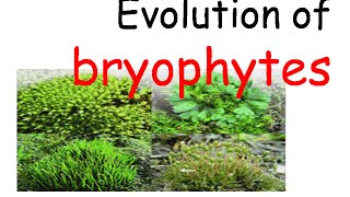 Plant evolution  bryophytes evolution [upl. by Nnazus531]