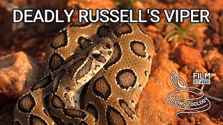 Deadly venomous Russells viper the most dangerous snake in the world snakebite in India [upl. by Kikelia]