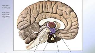 Ganglions de la base [upl. by Adrahc]