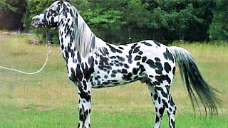 10 Beautifully Colored Rare Horse Breeds [upl. by Light]