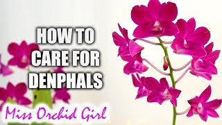 How to grow Dendrobium Phalaenopsis Orchids successfully  Complete care guide [upl. by Dorsman891]