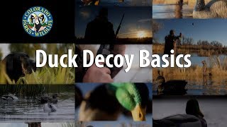 Duck Decoy Basics [upl. by Yecnahc749]