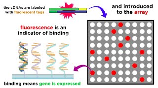 Gene Expression Analysis and DNA Microarray Assays [upl. by Comethuauc]