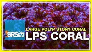 Week 36 LPS coral selection care amp placement  52 Weeks of Reefing [upl. by Arlie]