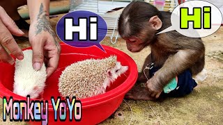 Monkey YoYo Jr is curious as 2 hedgehogs bathingBaby MonkeyFamily YoYo [upl. by Judi]