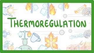 GCSE Biology  How We Control Our Body Temperature 55 [upl. by Asylem]