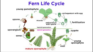 Ferns The Emergence of Roots and Stems [upl. by Clemen]