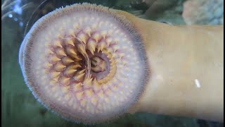 Facts The Sea Lamprey [upl. by Callahan364]