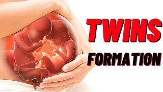 How Twins Are Formed In Humans Animation Identical and Fraternal Twins [upl. by Tezil]