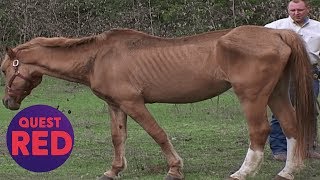 Houston SPCA Rescues 5 Emaciated Horses  Animal Cops Houston [upl. by Huan174]