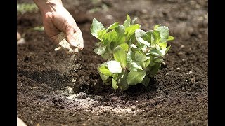 How To Properly Apply Organic Fertilizer  Organic Fertilization 101 [upl. by Belloir]