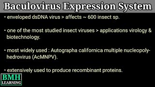 Baculovirus Expression Vector  Insect Virus  Baculovirus Expression system  BCV Insect Cell Lines [upl. by Sanfourd]