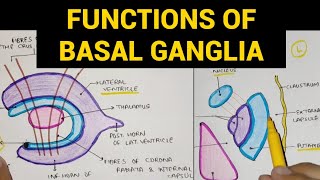 Basal Ganglia  3  Functions of Basal Ganglia [upl. by Yanrahs]