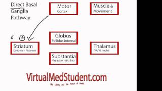 Basal Ganglia Direct Pathway [upl. by Mchenry]