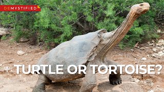 DEMYSTIFIED What’s the Difference Between a Turtle and a Tortoise  Encyclopaedia Britannica [upl. by Ahselef]