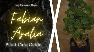 Fabian Aralia Stump Polyscias scutellaria Plant Care Guide  For Beginners [upl. by Seaden]