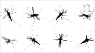 The mystery of mosquito flight [upl. by Noislla]