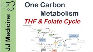 One Carbon Metabolism  Tetrahydrofolate and the Folate Cycle [upl. by Sivia]