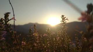 Beautiful Sunrise amp The Flowers  NO COPYRIGHT VIDEO  NATURE [upl. by Enaid724]