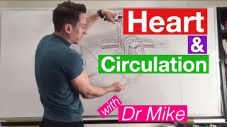 Heart Circulation  Cardiology [upl. by Ainoet136]