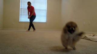 Tiny pomeranian puppy running [upl. by Honor570]