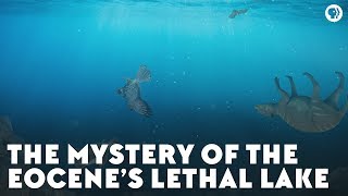 The Mystery of the Eocene’s Lethal Lake [upl. by Werdna]