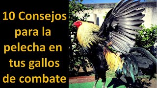 10 Consejos para la pelecha en tus gallos de combate [upl. by Persson]