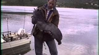 Fiskefilm  HAVKAT  Rødfisk  TORSK SEJ  DK WAI [upl. by Ailet838]