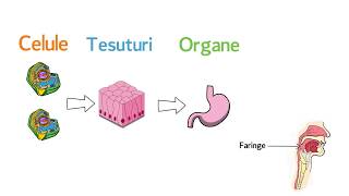 Topografia organelor si sistemelor de organe [upl. by Sandra]