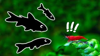 Top 12 Tank Mates for Cherry Shrimp You Need to Try [upl. by Siramed4]