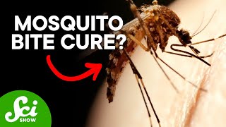 How to Become Immune to Mosquito Bites [upl. by Rocray]