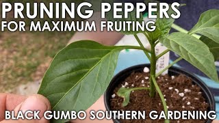 Pruning Pepper Seedlings for Maximum Production  Black Gumbo [upl. by Whitby96]