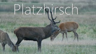 Platzhirsch [upl. by Idnahk]