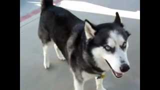 Siberian Husky Barking [upl. by Florrie975]